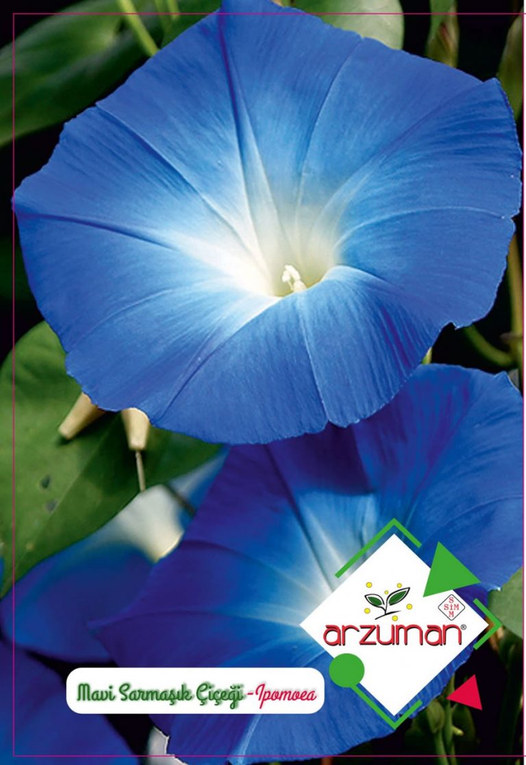 Mavi Sarmaşık Çiçeği